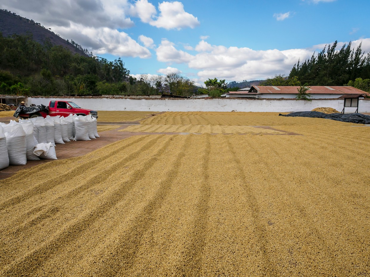 2024 Guatemala coffee report unsplash
