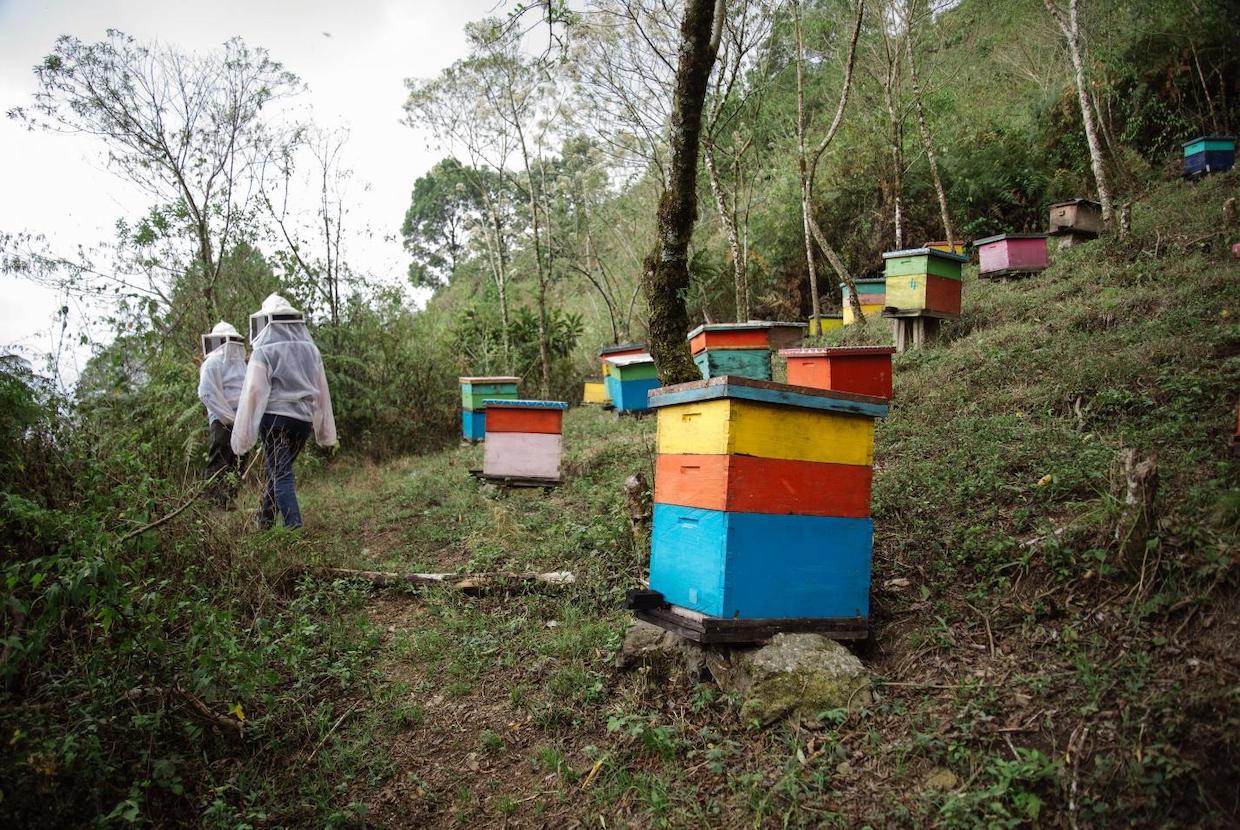 Hives that are part of the Beekeeping program at the CESMACH Cooperative.