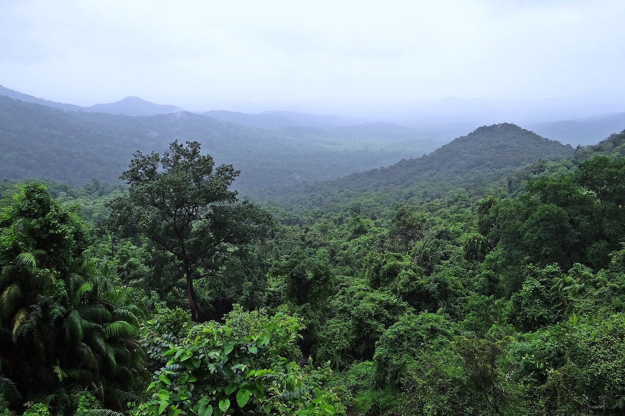 India-coffee-forest